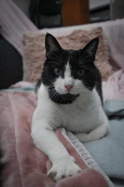 Sacer & Tusa  verschmustes Katzenpaar