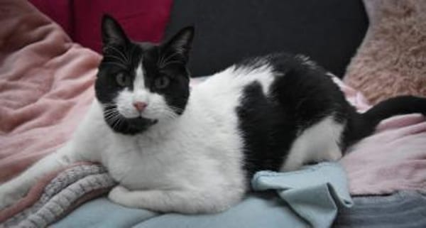 Sacer & Tusa  verschmustes Katzenpaar