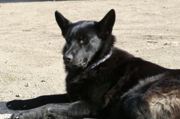 Lobo, freundlich, offen, neugierig