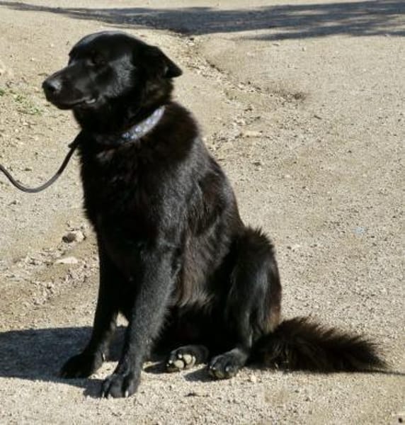 Lobo, freundlich, offen, neugierig