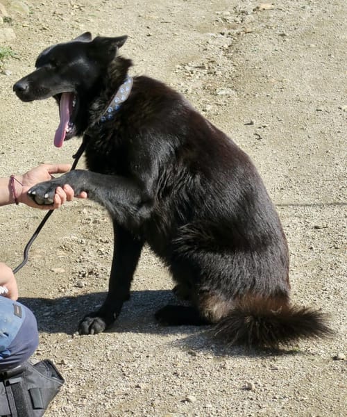 Lobo, freundlich, offen, neugierig