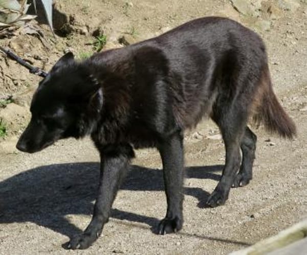 Lobo, freundlich, offen, neugierig