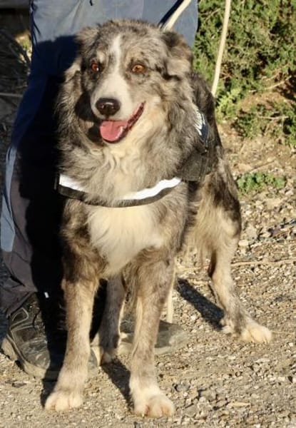 Duque, verträglich, lernwillig, offen