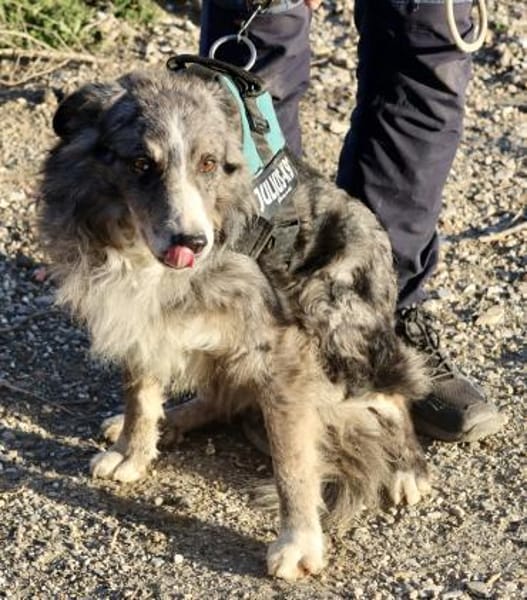 Duque, verträglich, lernwillig, offen