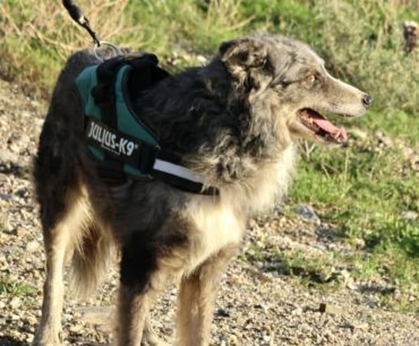 Duque, verträglich, lernwillig, offen