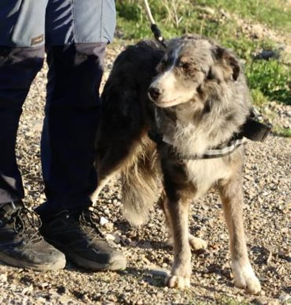 Duque, verträglich, lernwillig, offen