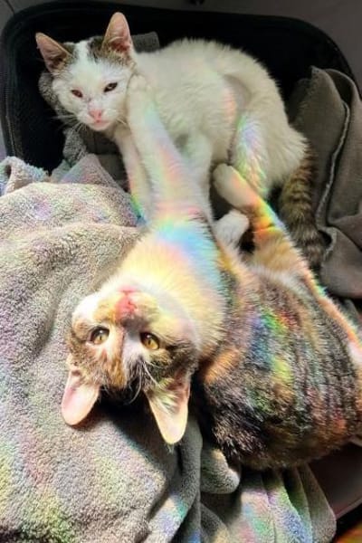 Cleo & Fina 💗 in 67655 Kaiserslautern