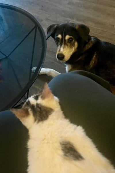 Cleo & Fina 💗 in 67655 Kaiserslautern