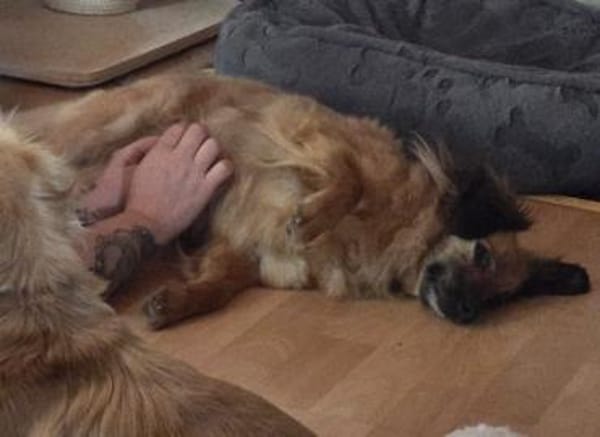 Kleine ängstliche Hope sucht Sicherheit