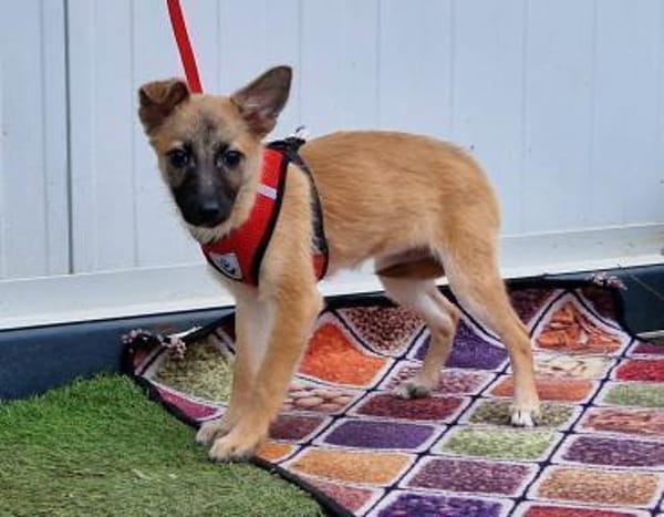 Liebe Dafke in 29339 Wathlingen  /Nds.