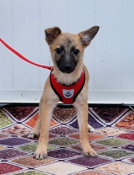 Liebe Dafke in 29339 Wathlingen  /Nds.