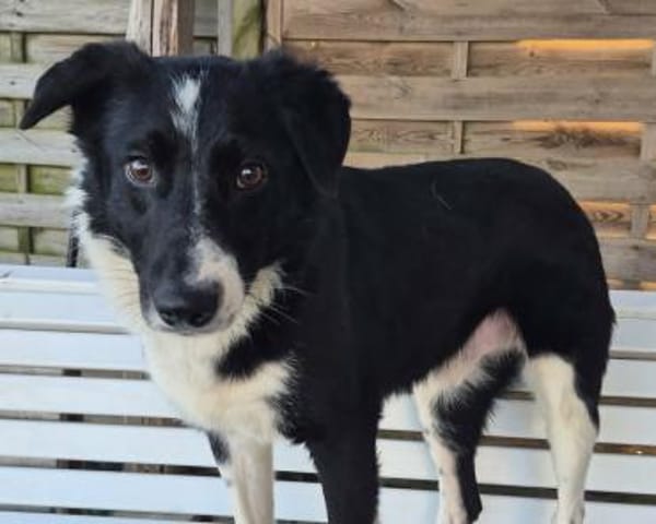 JOHN-BOY jetzt auf PS in 65... Hünfelden