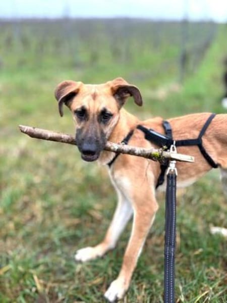 Umar (zur Pflege in 65346 Eltville am R)