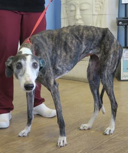 Maggie, vorsichtig, lernwillig, elegant