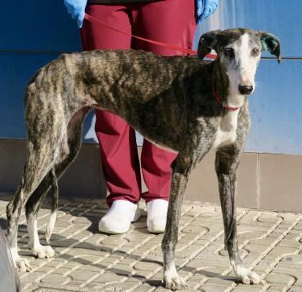 Maggie, vorsichtig, lernwillig, elegant