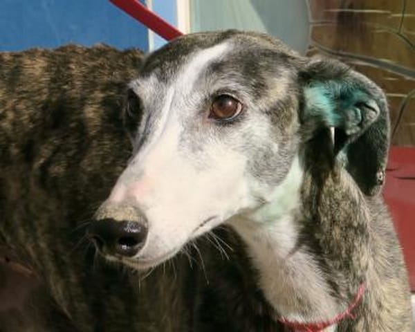 Maggie, vorsichtig, lernwillig, elegant