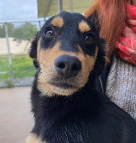 Salvo im Tierheim Ransbach-Baumbach