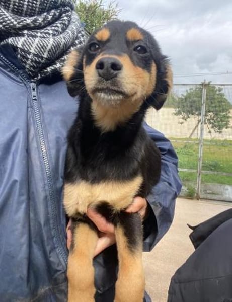 Salvo im Tierheim Ransbach-Baumbach