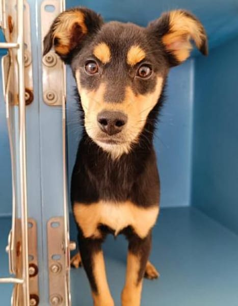 Salvo im Tierheim Ransbach-Baumbach