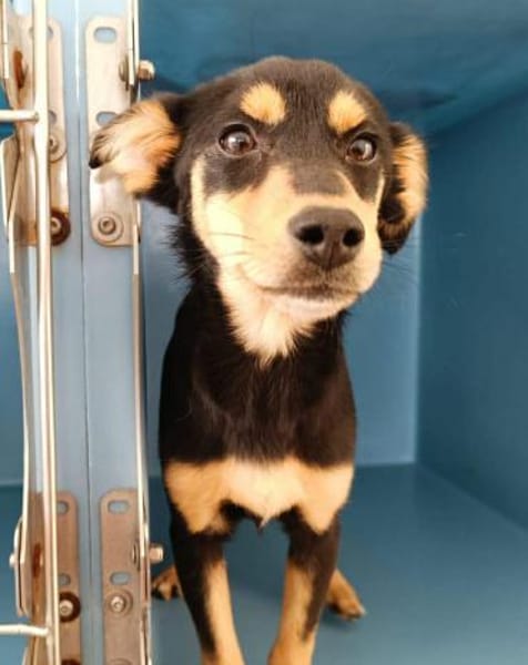 Salvo im Tierheim Ransbach-Baumbach