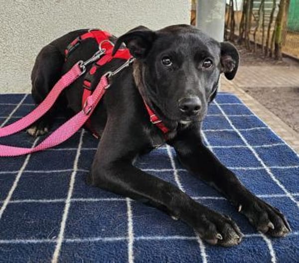 Priya wartet im Tierheim Sulzbach