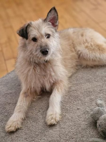 Traumhündin Mina 2,5 J.