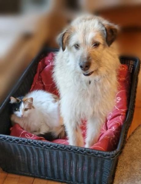 Traumhündin Mina 2,5 J.