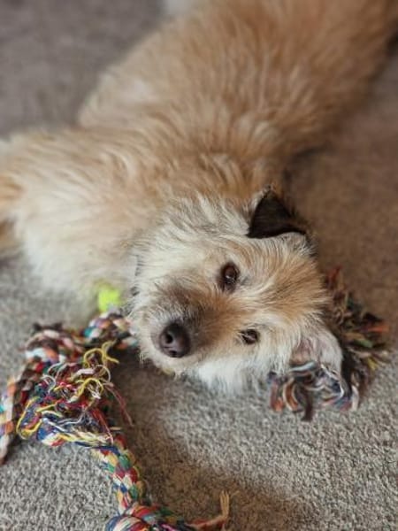 Traumhündin Mina 2,5 J.