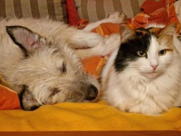 Traumhündin Mina 2,5 J.