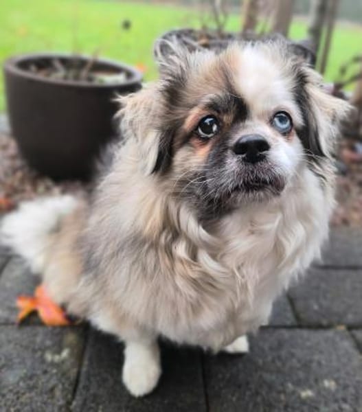 Dundee in 59329 Wadersloh