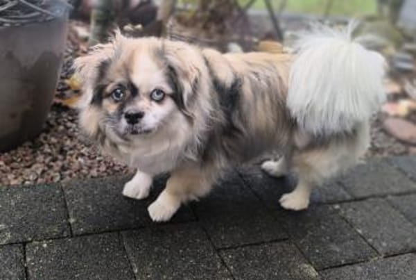 Dundee in 59329 Wadersloh