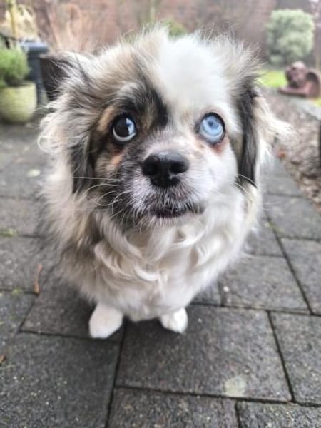 Dundee in 59329 Wadersloh