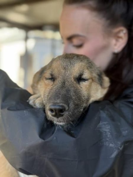 Junge Seele Aska sucht ihr Zuhause