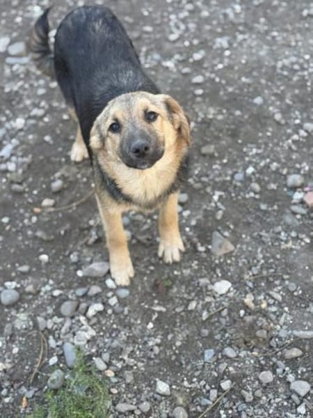 Junge Seele Aska sucht ihr Zuhause