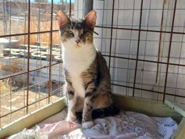 Lime, ruhige Gefährtin, ca. 1 Jahr