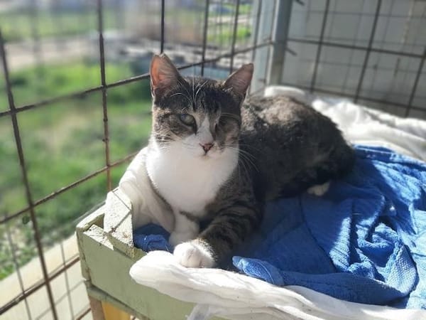 Lime, ruhige Gefährtin, ca. 1 Jahr