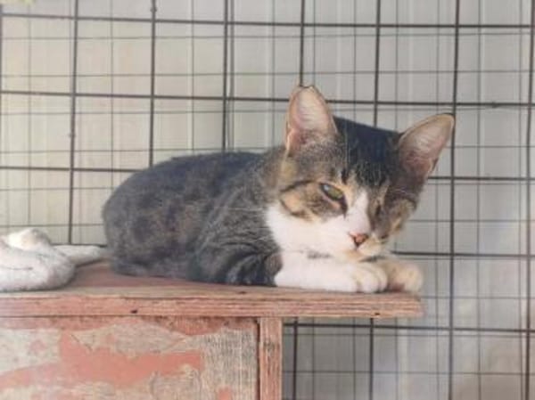 Lime, ruhige Gefährtin, ca. 1 Jahr