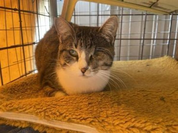 Lime, ruhige Gefährtin, ca. 1 Jahr