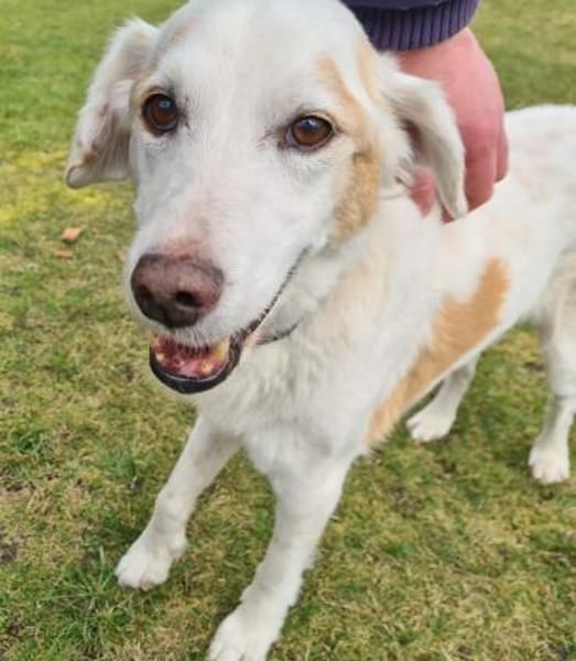 Zauberhafter Jimmy sucht ein Zuhause