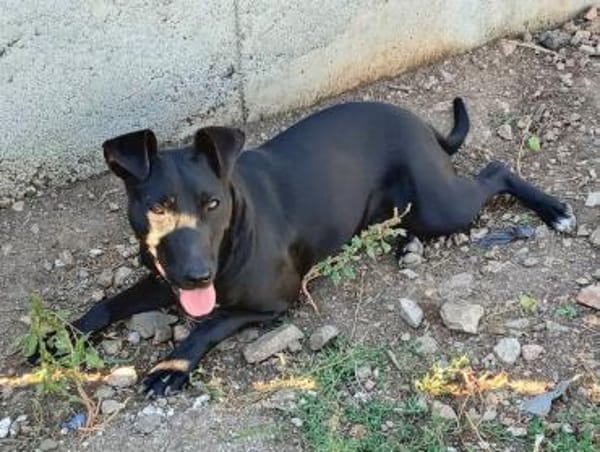 BLACKA sucht DRINGEND! ........