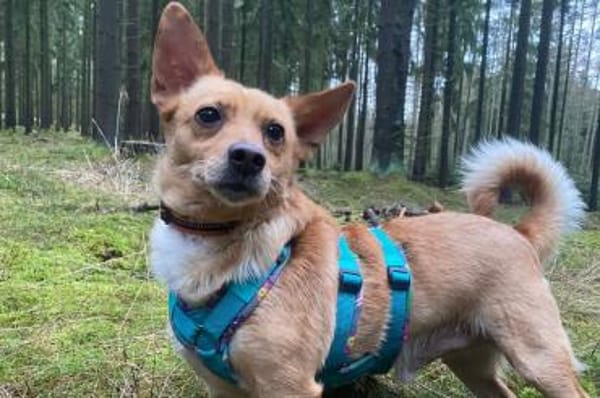 Melanio - wartet in 07907 Schleiz