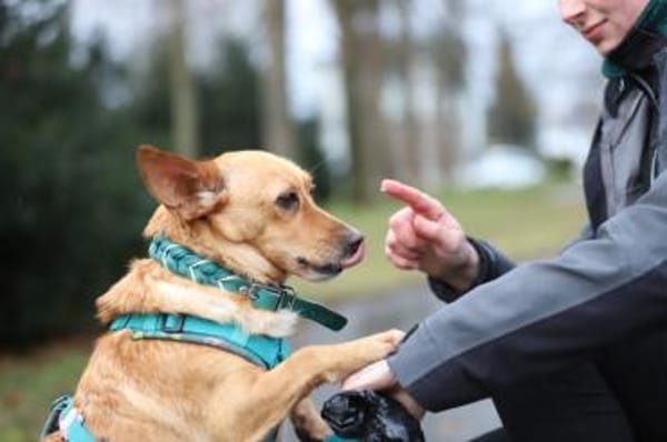 Melanio - wartet in 07907 Schleiz