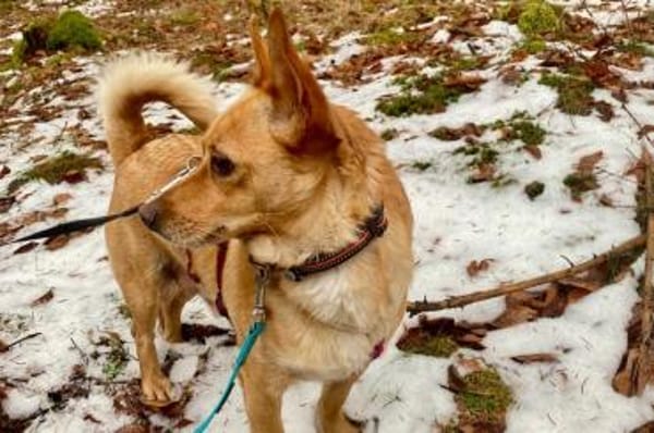 Melanio - wartet in 07907 Schleiz