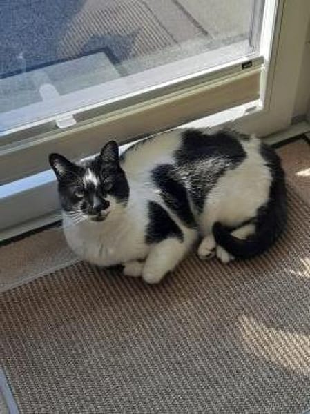 Pulli  verschmuster Kater sucht