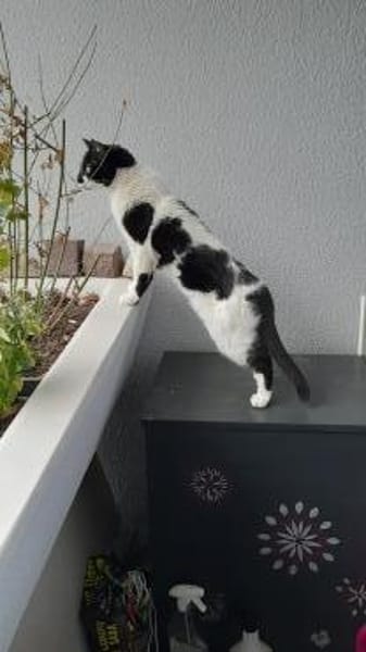 Pulli  verschmuster Kater sucht