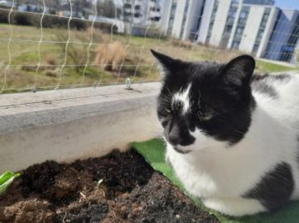 Pulli  verschmuster Kater sucht