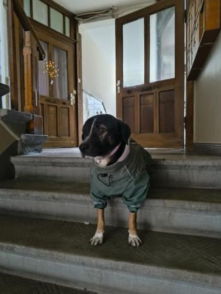 Elian - Toller Herzenshund sucht Zuhause