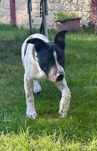 Buddy, freundlich, agil, neugierig