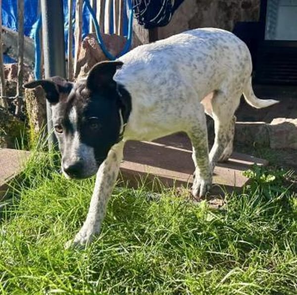 Buddy, freundlich, agil, neugierig