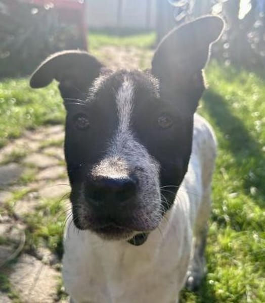 Buddy, freundlich, agil, neugierig